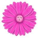 pink daisy