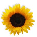 BD_Sunflower_02