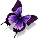 purple butterfly