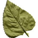 Leaf 04