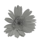 flower1gray