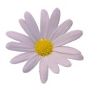 daisypink