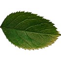 OneofaKindDS_BJandRoses_Leaf 02