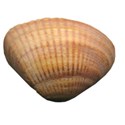 shell 1