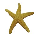 starfish