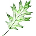 green leaf