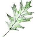 green oak leaf