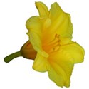 Hemerocallis 4