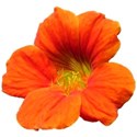 Nasturtium 1