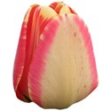 Tulip 1