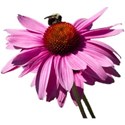 Echinacea 2