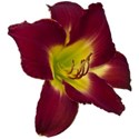 Hermerocallis 19