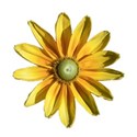 Marguerite daisy