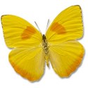 butterfly2