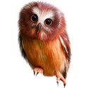 owl