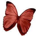 butterfly 1