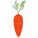 carrot