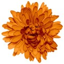 SCD_HopSkipJump_flower6