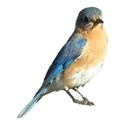 Eastern Bluebird