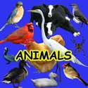 Cover Page ANIMALS