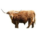 Highland Coo 1