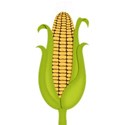 kitc_atthepatch_corn