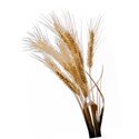 wheat (1)