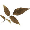 cwJOY-AutumnArt-leaf2