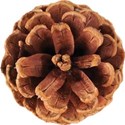 cwJOY-TraditionalChristmas-pinecone1