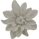 aw_loverocks_dahlia gray