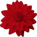 aw_loverocks_dahlia red