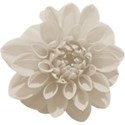 aw_loverocks_dahlia white