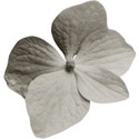 aw_loverocks_hydrangea single gray