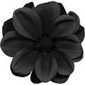 aw_bandit_dahlia black