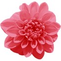 aw_bandit_dahlia pink