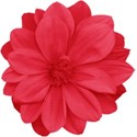 aw_bandit_dahlia red