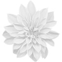 aw_bandit_dahlia_white