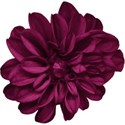 aw_bandit_dahlia_dk magenta