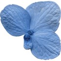 cwJOY-RusticCharm-flower4