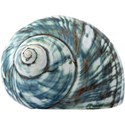 cwJOY-BytheSea-shell6