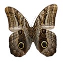 Moth 2