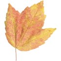 JAM-FallFestival-leaf1