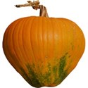 JAM-FallFestival-pumpkin4