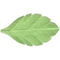 Leaf R