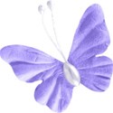 scllbutterfly