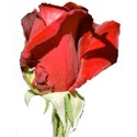 jThompson_redRose_flower